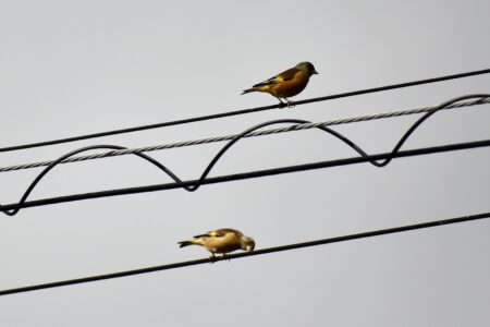 電線に止まるカワラヒワ