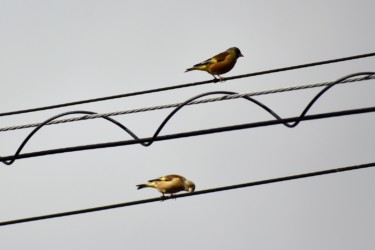電線に止まるカワラヒワ