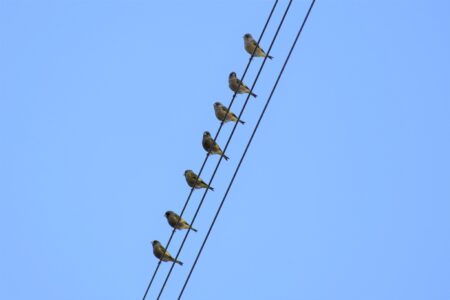 電線に止まるカワラヒワ