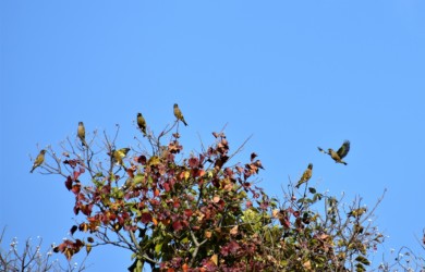 梢にとまるカワラヒワ
