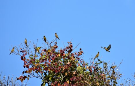 梢にとまるカワラヒワ