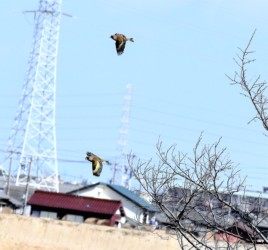 飛翔するカワラヒワ