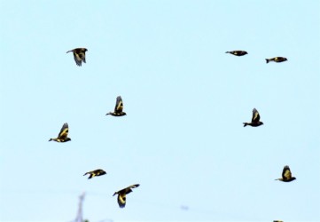 飛翔するカワラヒワ