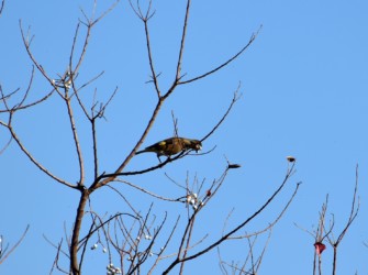 ナンキンハゼの種に挑戦中