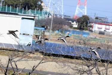 群れで飛翔中