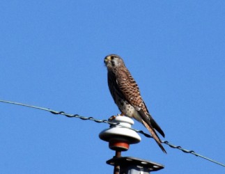 チョウゲンボウ