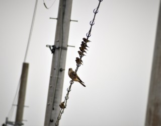 去年の呉越同舟?の様子