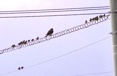 チョウゲンボウの様子を伺うカワラヒワ