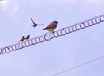 1羽が飛び立って挑発