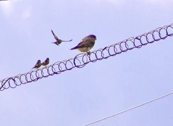 1羽が飛び立って挑発