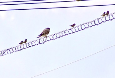 近くに止まって様子を見る
