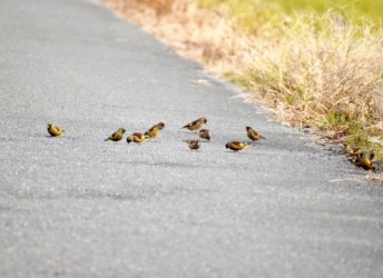 チョウゲンボウが去って安心して餌探し