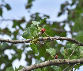 熟れる前のヤマグワの実