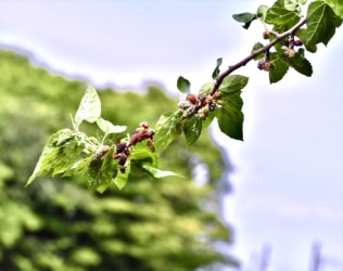 熟れる前のヤマグワの実