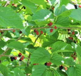 熟れたヤマグワの実