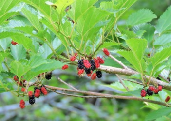 熟れたヤマグワの実