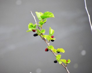 熟れたヤマグワの実