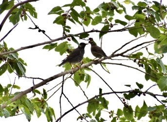 ヤマグワが熟れたか、様子を見るムクドリ