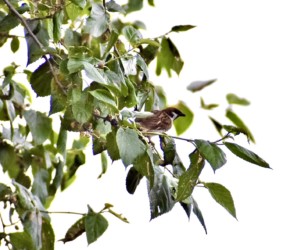 熟れたか様子を見るスズメ