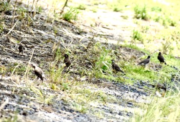 落ちたヤマグワの実を探すムクドリ