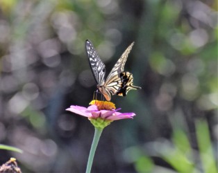 花の蜜を吸うアゲハチョウ