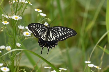 花の蜜を吸うアゲハチョウ