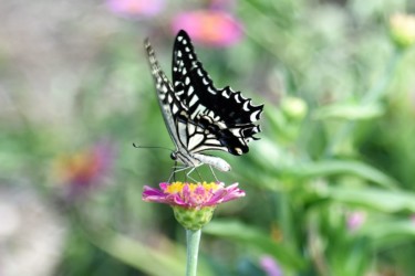 花の蜜を吸うアゲハチョウ