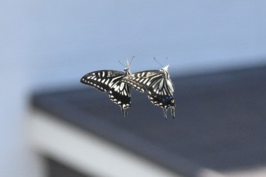 オスとメスのランデブー飛翔か?