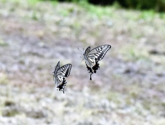 オスとメスのランデブー飛翔か?