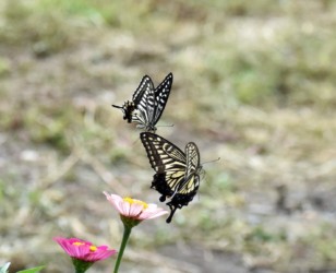 オスとメスのランデブー飛翔か?