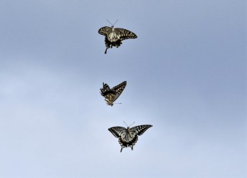 メスを巡るオスのせめぎ合い?