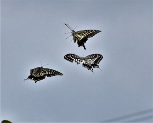 メスを巡るオスのせめぎ合い?