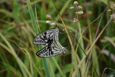 交尾中のアゲハチョウ 上メス 下オス