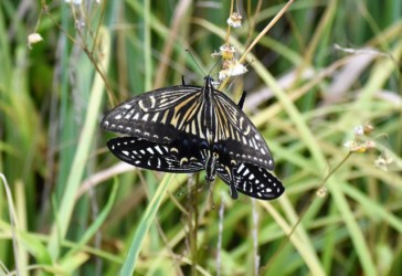 交尾中のアゲハチョウ 上メス 下オス