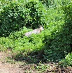 原崎沼の遊歩道で見かけたカモシカ