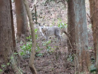 山元沼で見かけたカモシカ