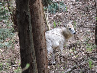 山元沼で見かけたカモシカ