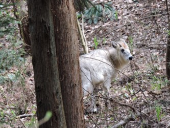 山元沼で見かけたカモシカ