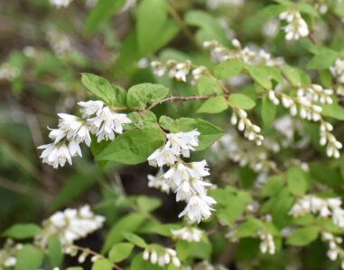 ウツギの花