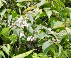 ウツギのツボミと花