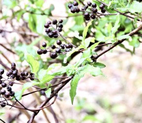 ウツギのコマの形の実