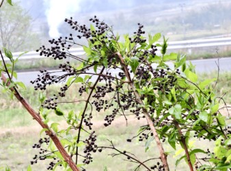 ウツギのコマの形の実