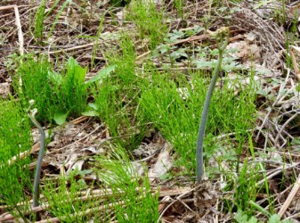 出てきたワラビ