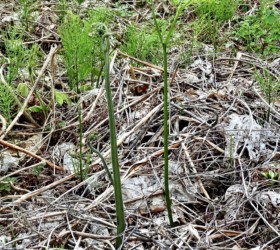 出てきたワラビ