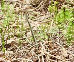 出てきたワラビ