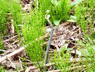 出てきたワラビ