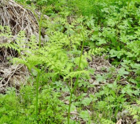 葉が育ってきたワラビ