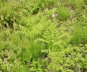 葉が育ってきたワラビ