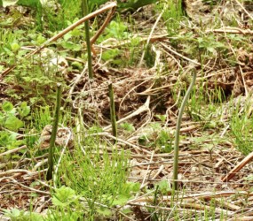 採られて数日後に出てきたワラビ