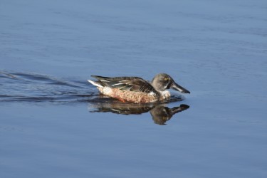 ハシビロガモのオス